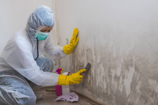 Best Commercial Mold Inspection  in Campbell, MO